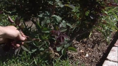 A beautiful blowjob by Tory Lane