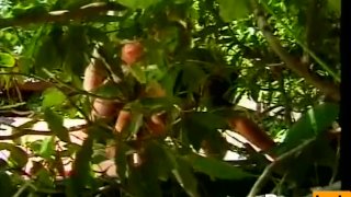 Dark Meat Bitches 03 – Scene 18